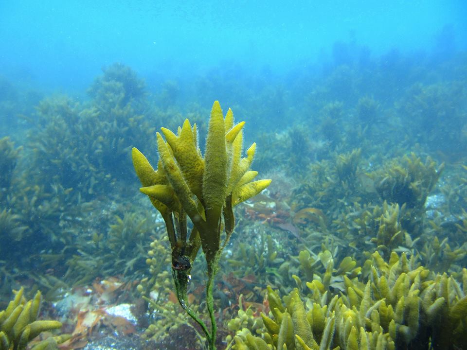 Pruunvetikad Islandi rannikuvees