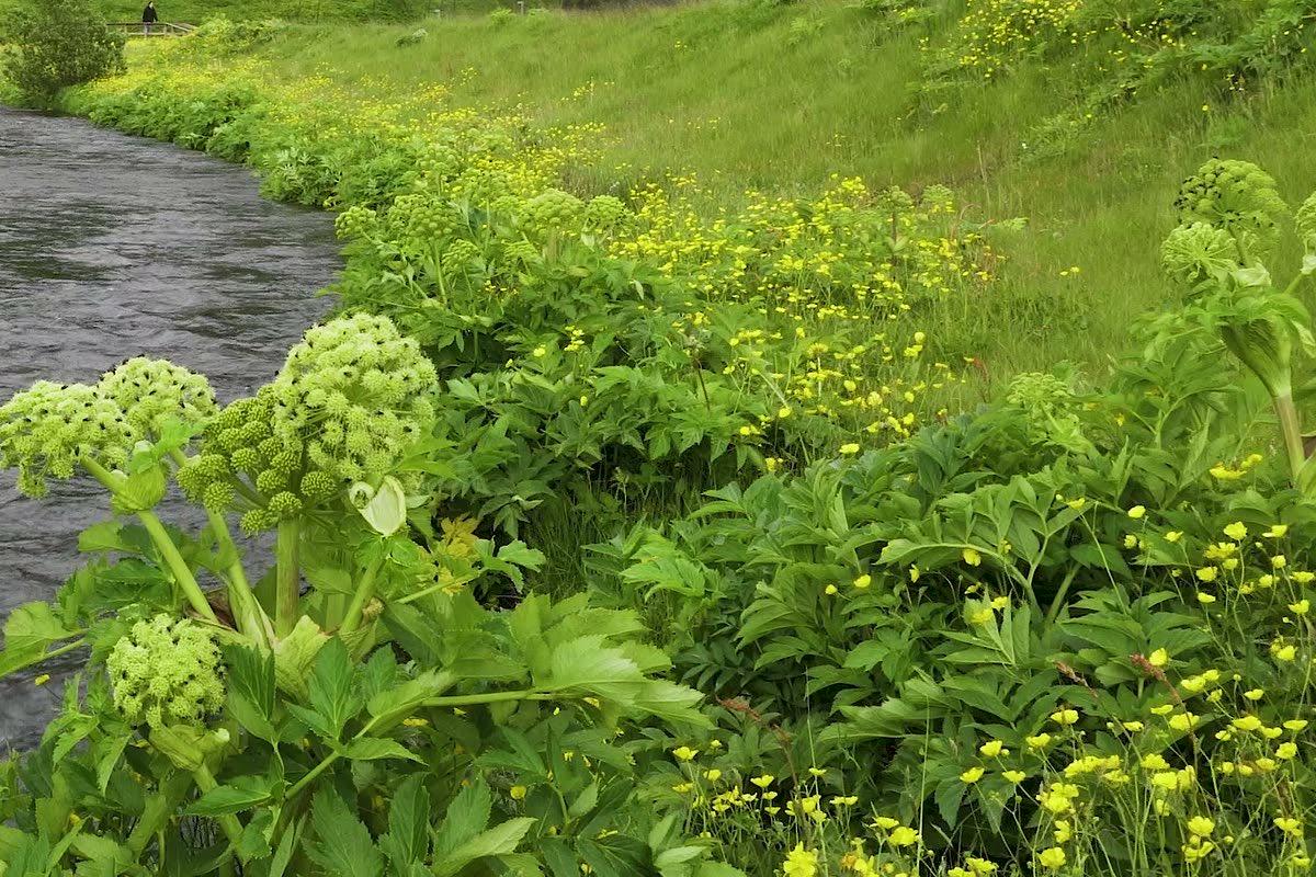 Metsikult kasvav kikkaputk ja tulikad Islandi oja kaldal